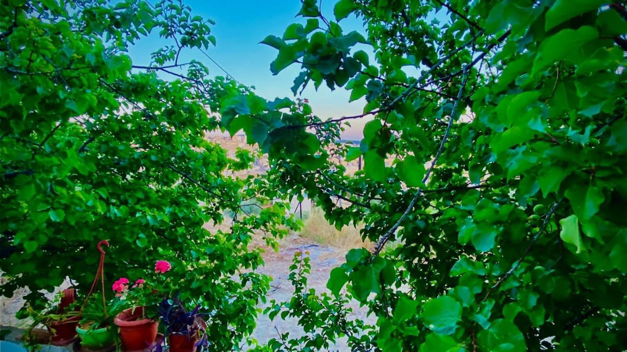 Jerash Canopy ジャラシュ エクステリア 写真
